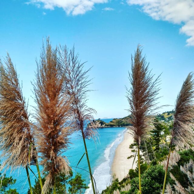 I Love NZ
#neuseeland #newzealand #beach #ocean #lovetravel #ontheroad #sand #reisefieber #reisen #rental #sky #trekking #clouds #relax #grass #beautiful #coromandal